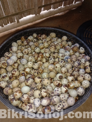 কোয়েল পাখির ডিম